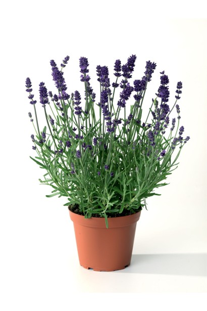 Лаванда англійська Блю Сент Ерлі в горщику